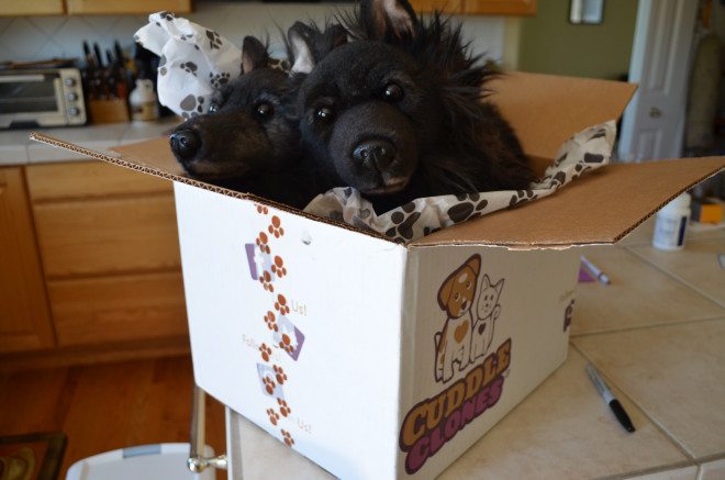 Cuddle Clones will arrive in custom boxes wrapped in tissue paper. Photo: Patricia Vollmer.
