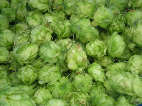 As a hobby, we like growing hops. Home brewing is a perfect hobby that requires knowing the temperature of the room! Image credit: Patricia Vollmer