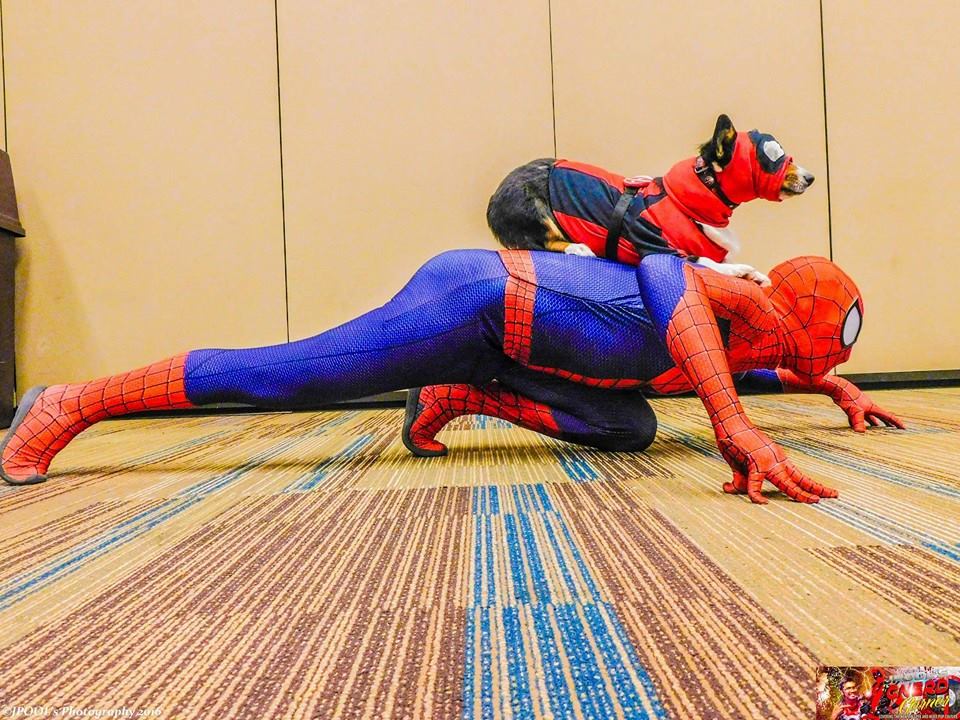 Deadpool gets a lift from Spider-Man. \ Image: Kiba the Cosplay Corgi