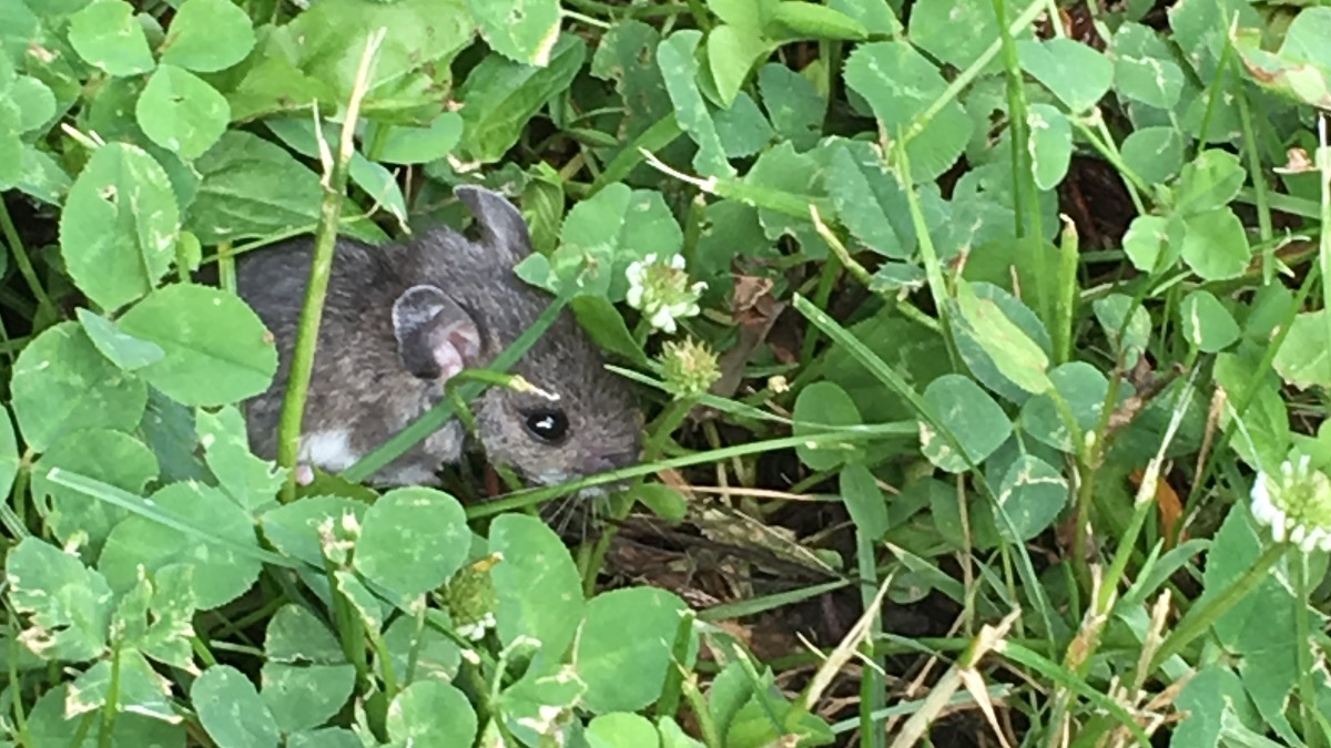 image of mouse amidst clover