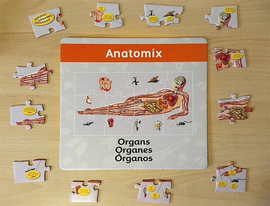 Anatomix Player Board, Image: Sophie Brown