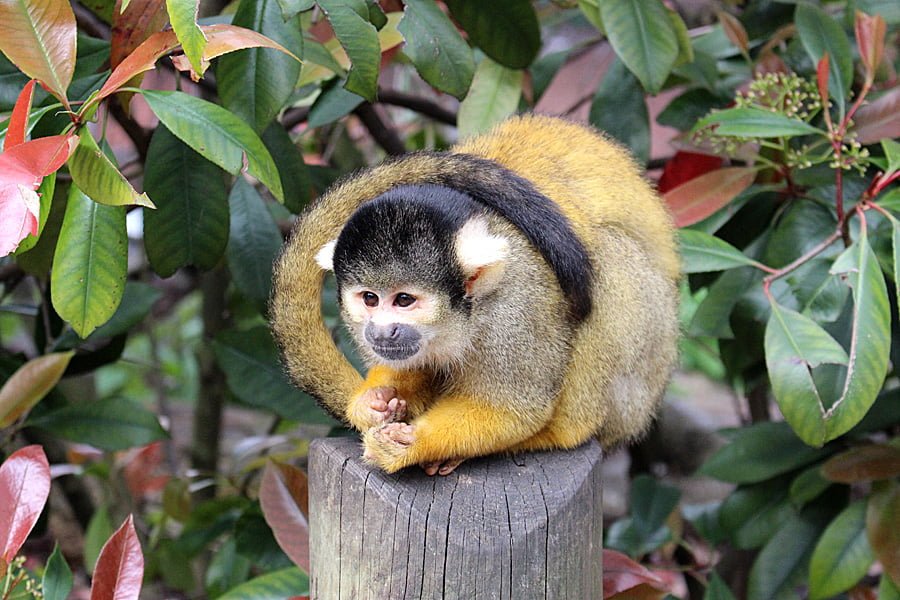 A Black-Capped Squirrel Monkey at In With the Monkeys, Image: Sophie Brown
