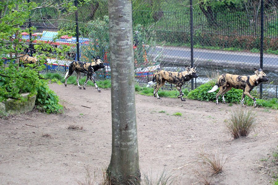 African Hunting Dogs Run Alongside Regent's Canal, Image: Sophie Brown