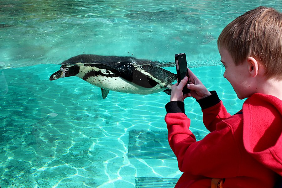 Getting Up Close to a Humboldt Penguin, Image: Sophie Brown