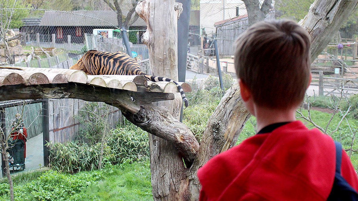 My Son Watches a Tiger at London Zoo, Image: Sophie Brown