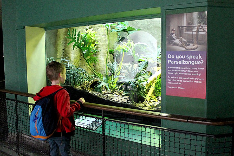 No Escapee Boa Constrictors in the Reptile House Today, Image: Sophie Brown
