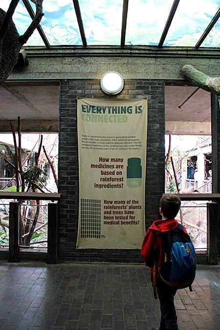 Reading up About the Rainforest at London Zoo, Image: Sophie Brown