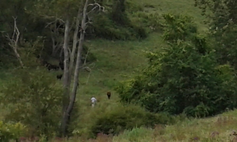In the distance a man approaches a herd of cattle, one of whom is staring him down
