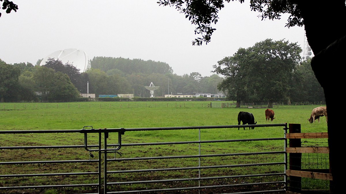 Telescopes, Trees, and Cows at Jodrell Bank, Image: Sophie Brown