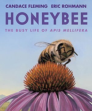Honeybee, Image Neal Porter Books