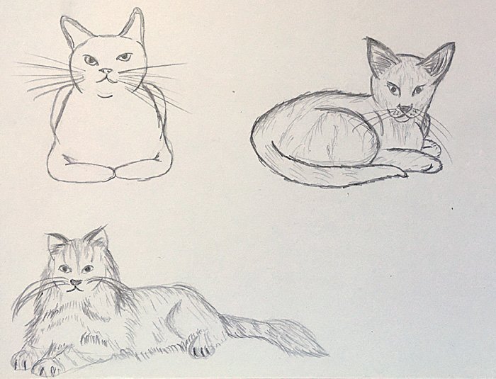 Cat Drawings, Image Sophie Brown