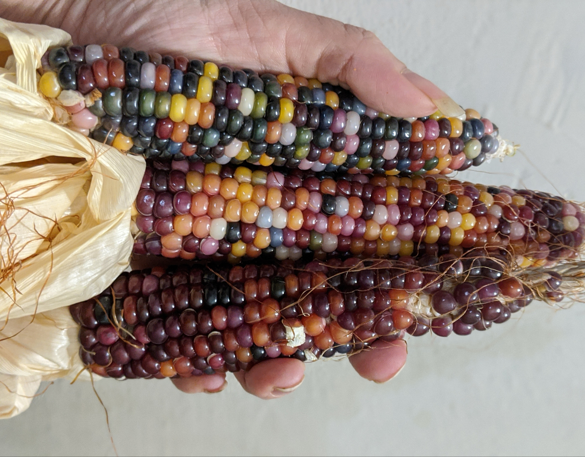Colorful corn on the cob