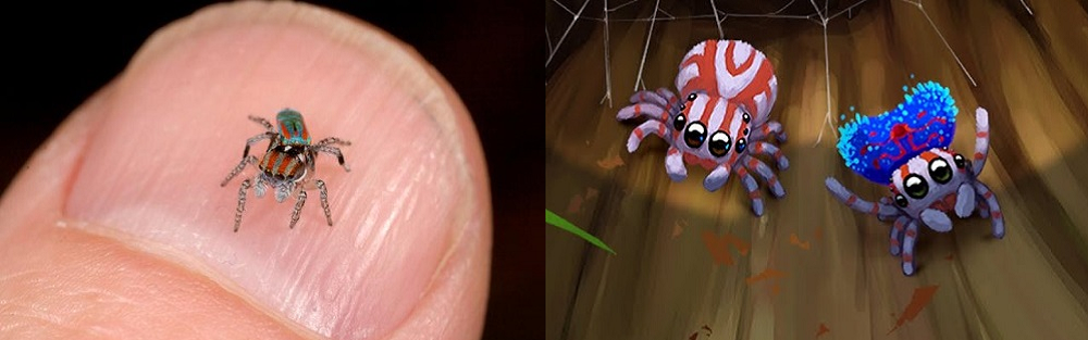Comparison image of Peacock Spider