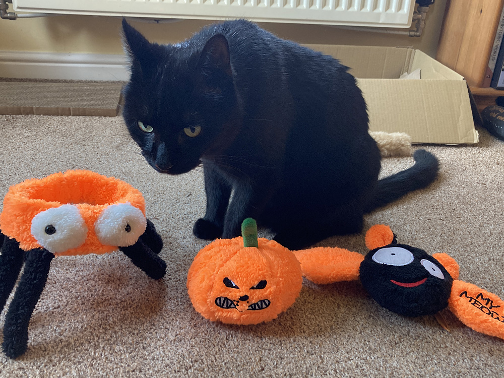Marnie Checks Out the Hallomeow Plushies, Image Sophie Brown