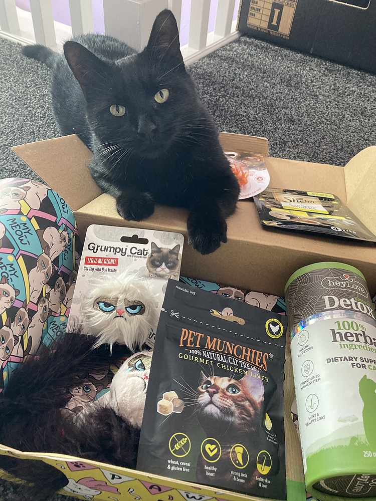 Marnie is Excited About His My Meow Box, Image Sophie Brown