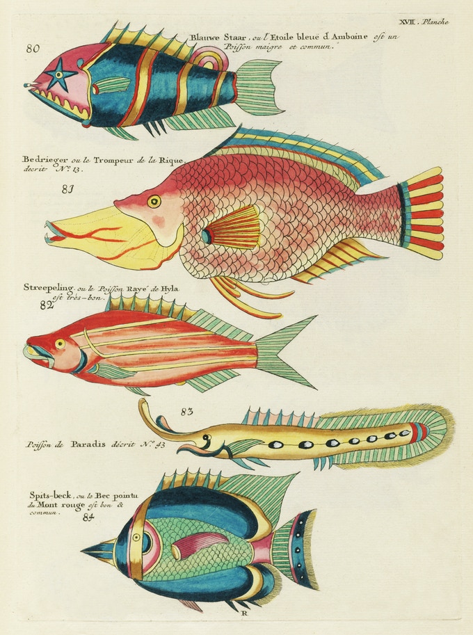 Image from Renard's "Fantastical Fish" 
