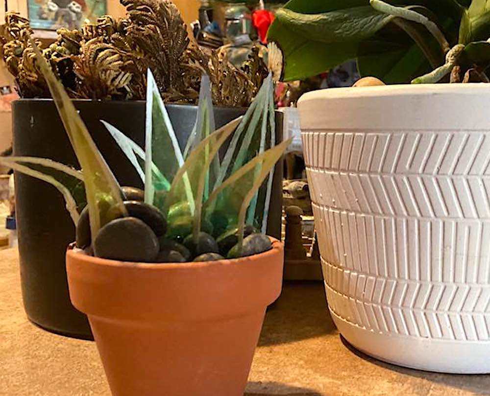 From plastic container to stained glass looking plants, easy to take care of and to enjoy. 